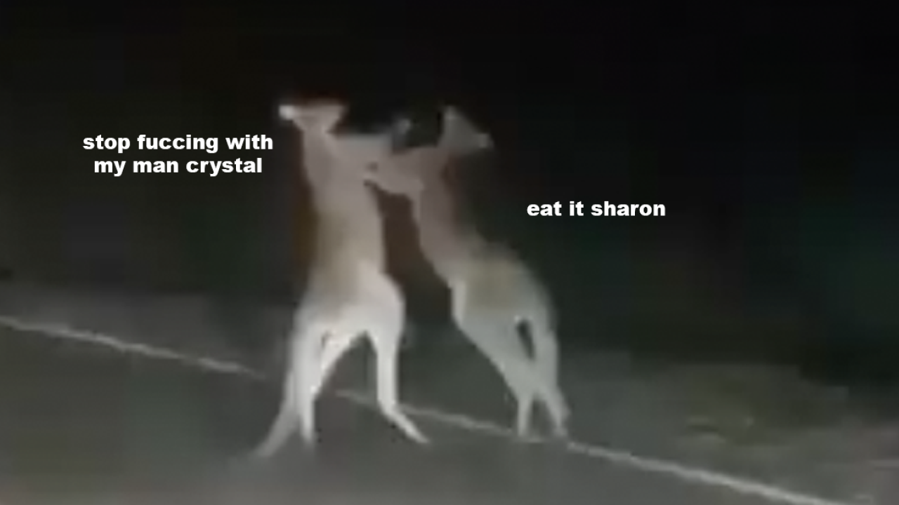 Two Roos Stopped Traffic So They Could Smack The Living Jesus Out Of Each Other