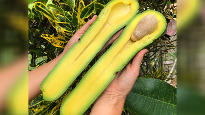 We Regret To Inform You That Long Neck Avocados Exist & They’re Prob Both Cursed And Tasty