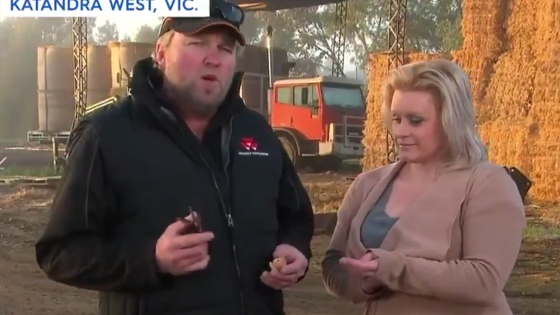 A VIC Couple Destroying An Ooshie On Brekkie TV Is The Strangest Thing You’ll See Today
