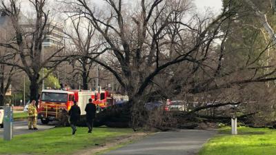 Woman Dies After Being Struck By Falling Tree In Melbourne’s Princes Park