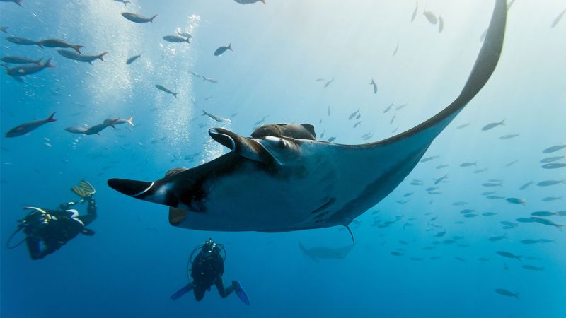 Turns Out We Knew Bugger All About QLDs Precious Endangered Manta Ray Population