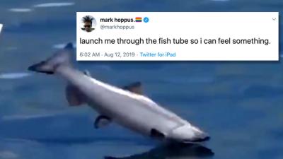 Everyone’s Dangerously Obsessed With This Video Of Fish Getting Yeeted Through A Tube