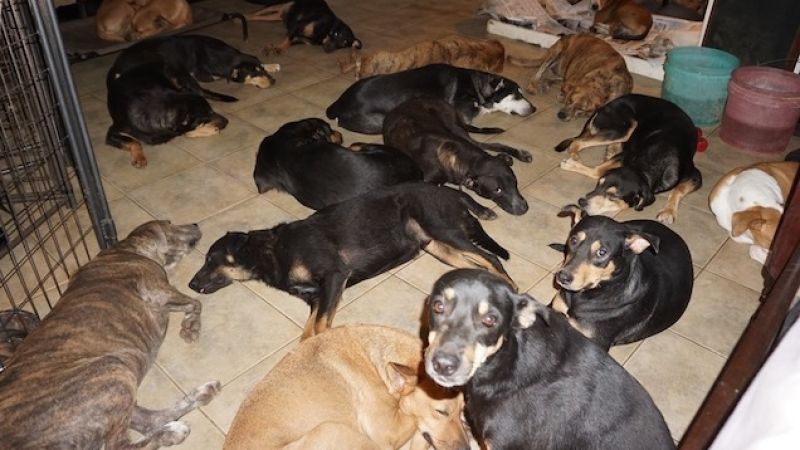 A Woman In The Bahamas Took In 97 Stray Dogs To Shelter From Hurricane Dorian