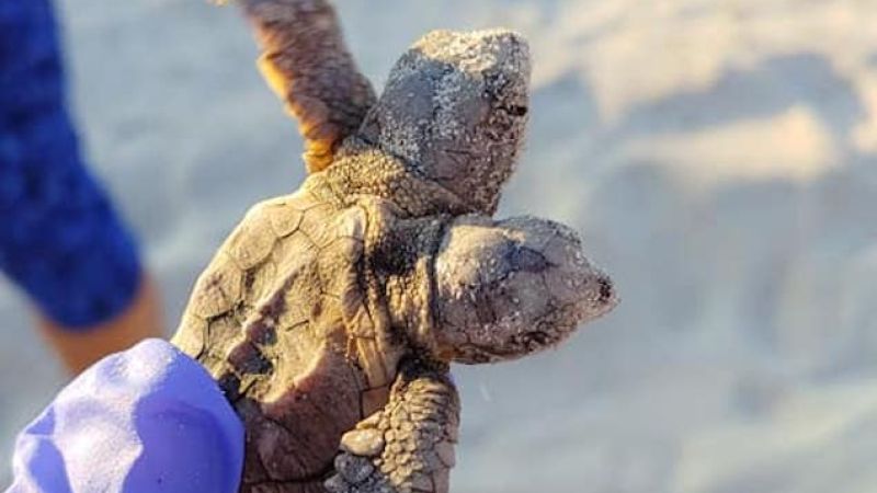 Check Out The Noggins On This Adorably Polycephalic Turtle Hatchling