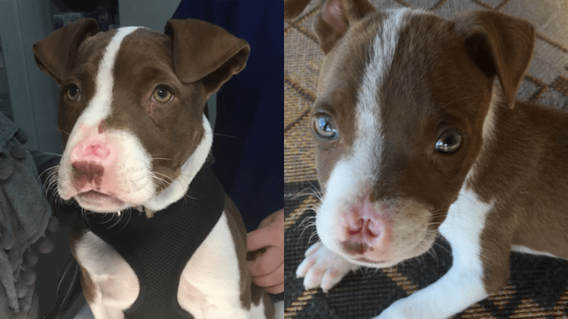 This Doggo Was Abandoned For Having An Upside-Down Nose & No, I Can’t Believe It Either