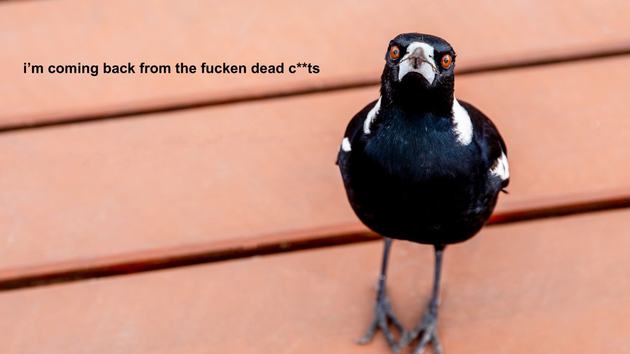 A Town Killed An Aggro Magpie For Being A Menace, They’ll Now Be Plagued With A Bird Curse
