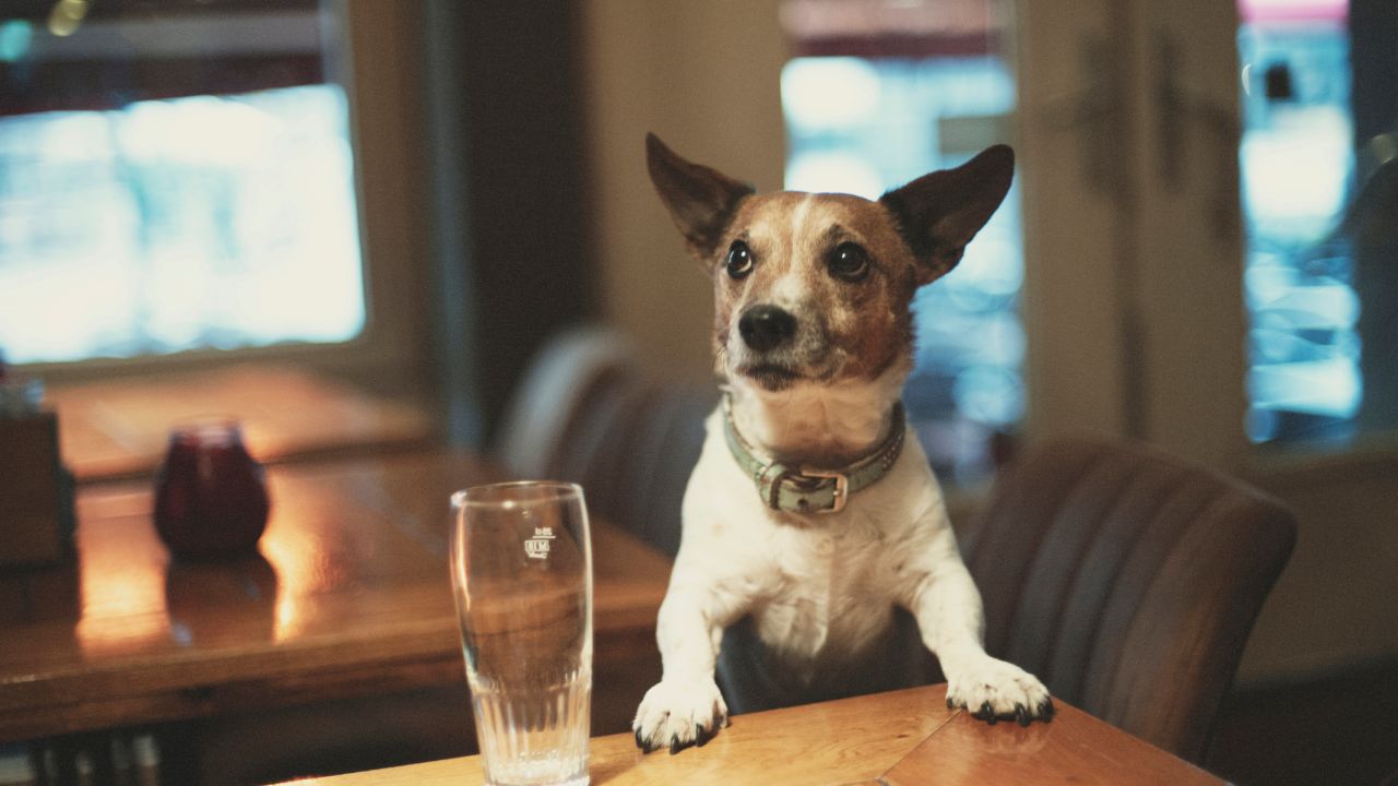 Get Ready To Sink Some Beers And Pat Some Good Bois At Brisbane’s Puppies And Pints Event