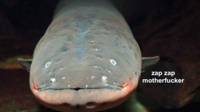 Researchers Have Identified A New, Even More Electric Species Of Electric Eel
