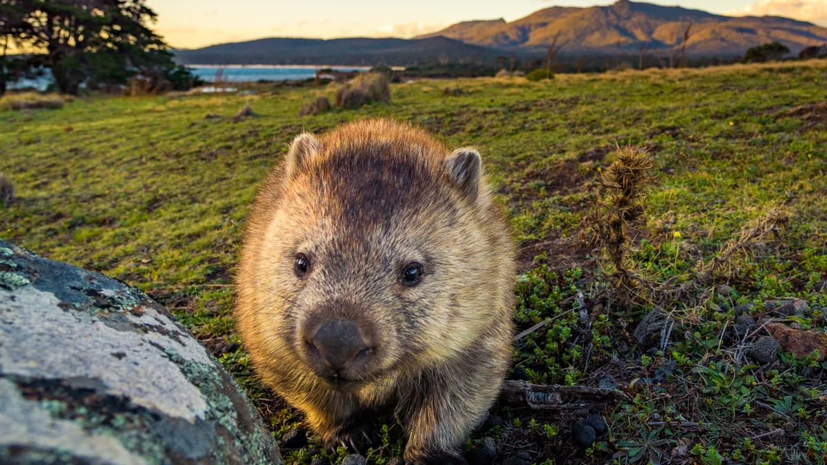 wombat poo