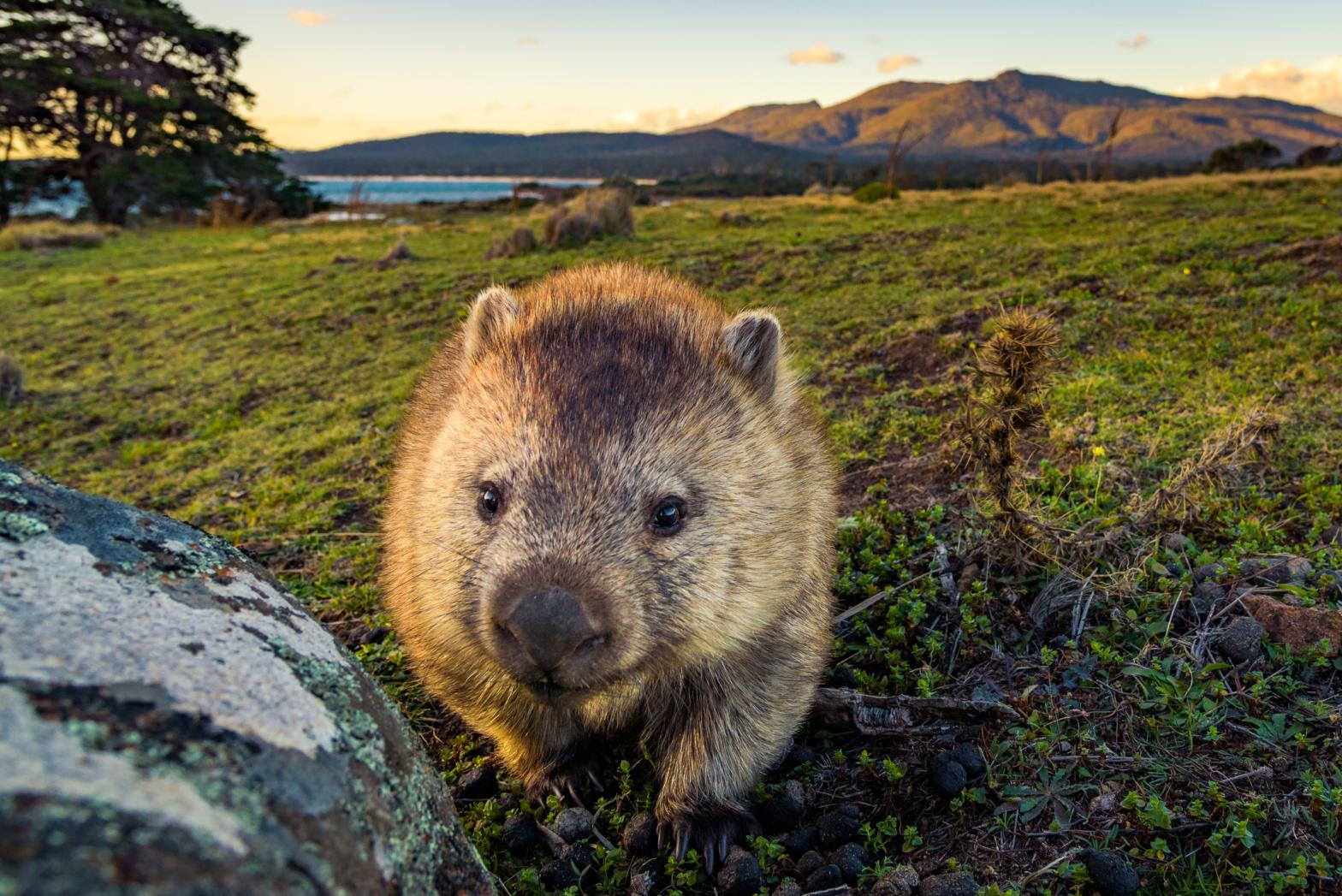 wombat poo