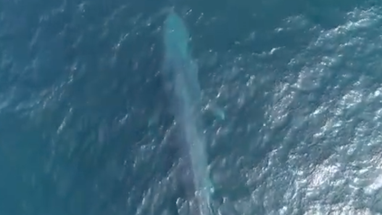 This 25-Metre Blue Whale That’s Cruising The WA Coast RN Is Frankly Too Long