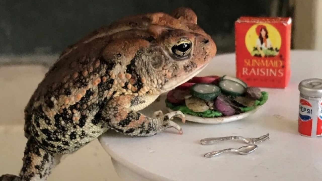 This Toad Has Gained 40k Followers On Instagram For Acting Like A Human & I’m Obsessed