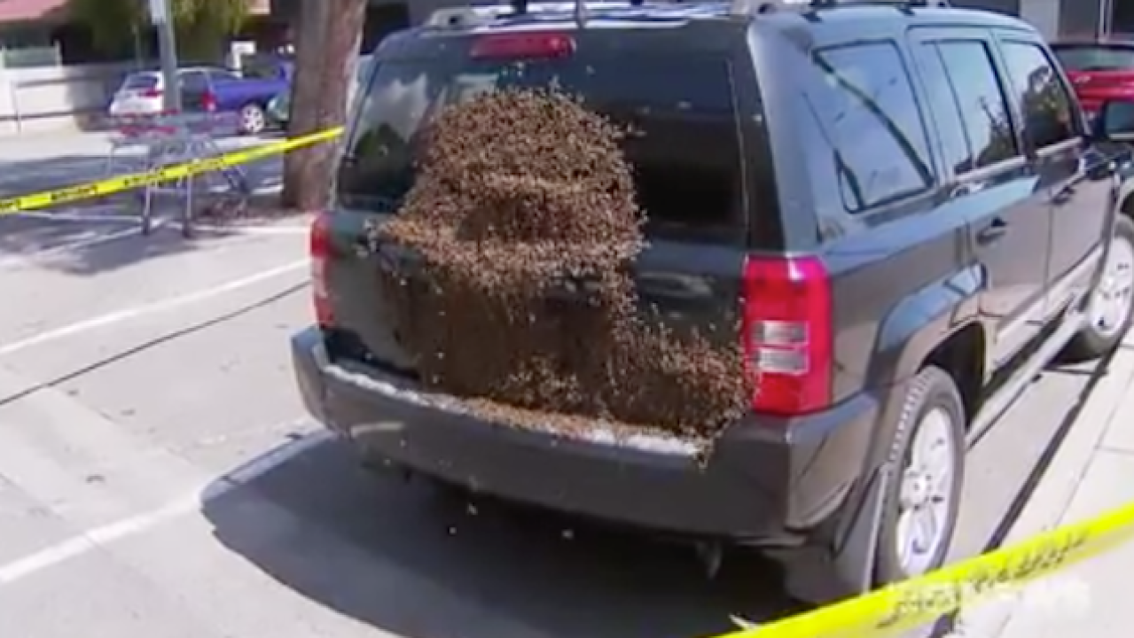 A Few Thousand Bees Decided To Apply Themselves As A Glaze To An Adelaide Woman’s Car