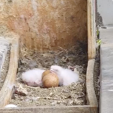 melbourne peregrine falcons hatchlings