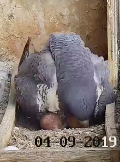 Melbourne’s Peregrine Falcon Livestream Is Back, Motherfuckers
