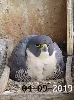 Melbourne’s Peregrine Falcon Livestream Is Back, Motherfuckers