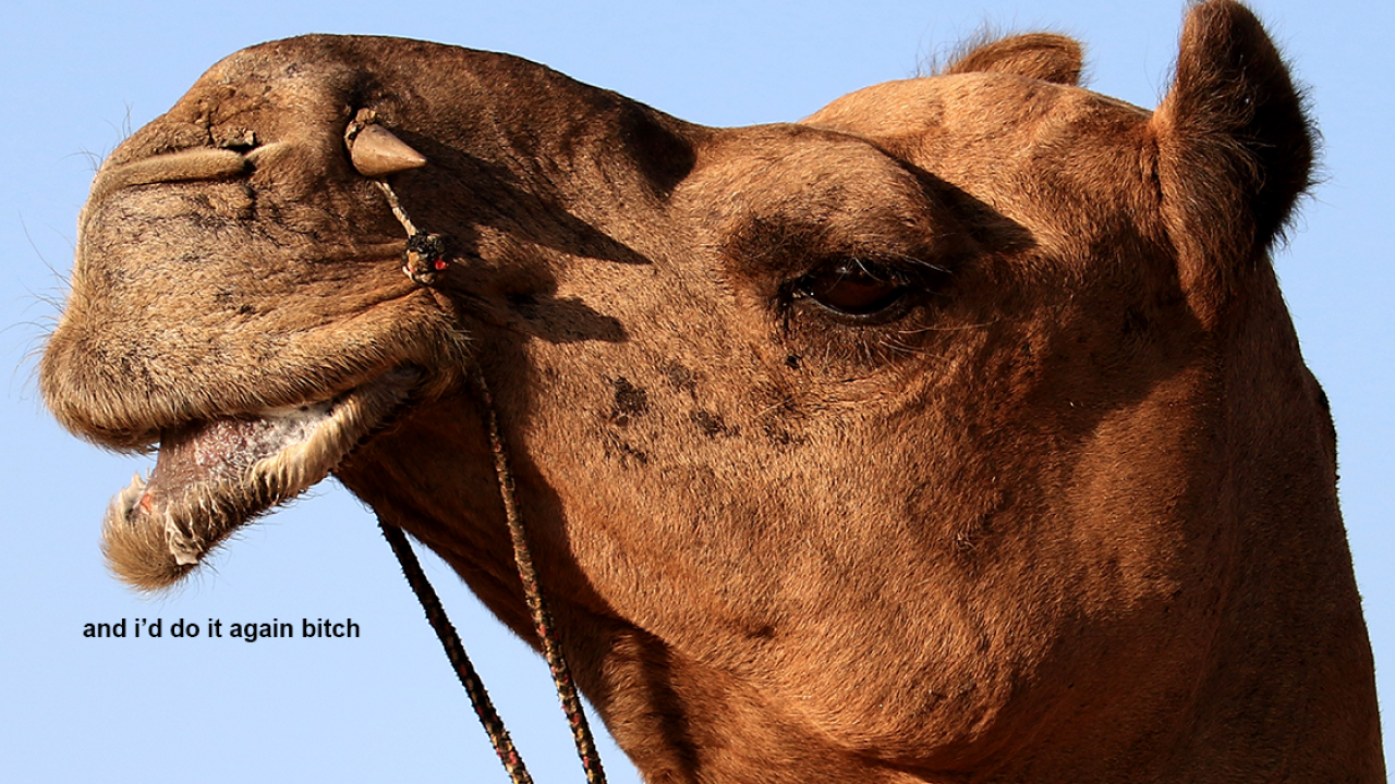 In Completely Normal News, A Woman Has Bitten A Camel’s Testicles After He Sat On Her