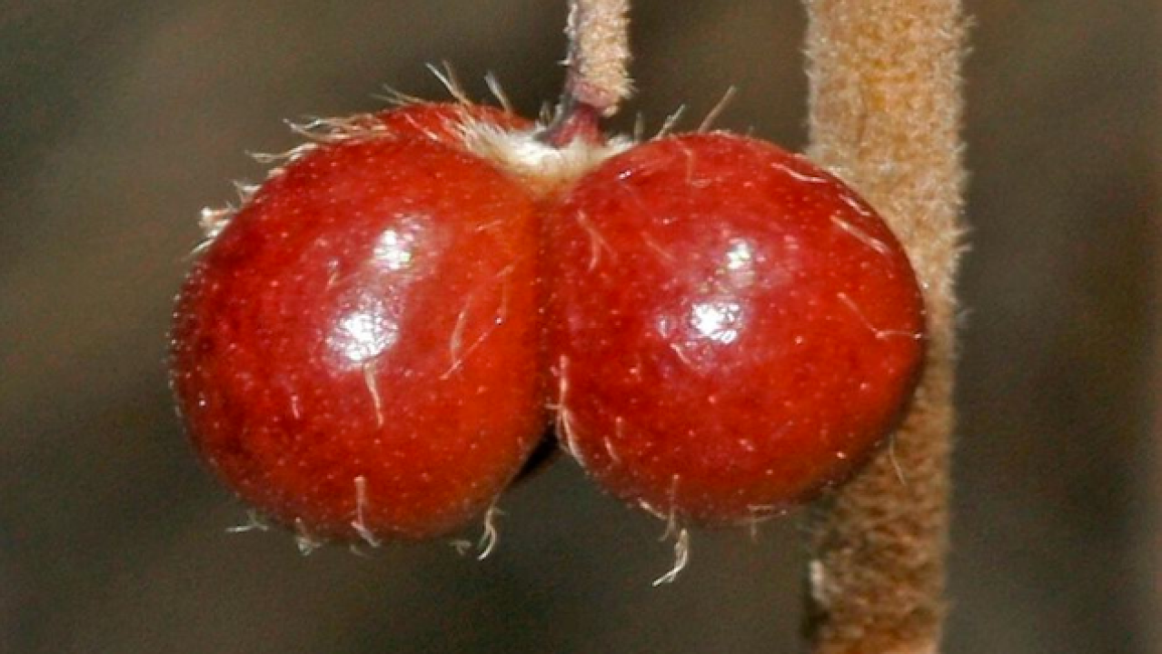 The Upsettingly Lifelike Dog’s Balls Shrub Has Finally Been Given A Scientific Name