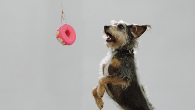 This Business Sells Donuts For Dogs, Finally Ending Interspecies Food Injustice