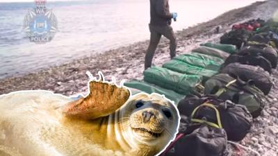 A Big-Ass Seal Helped Thwart An Alleged Drug Gang During A Billion Dollar Bust In WA