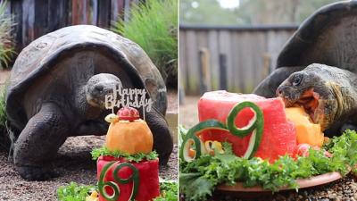 Happy Birthday To Hugo The Giant Galapagos Tortoise And Nobody Else