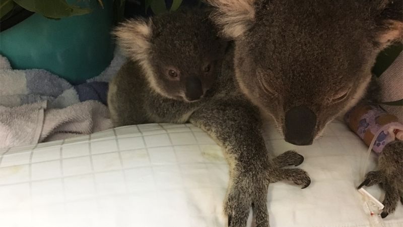 The RSPCA Is Working Overtime To Rescue Wee Animals From The NSW & QLD Bushfires