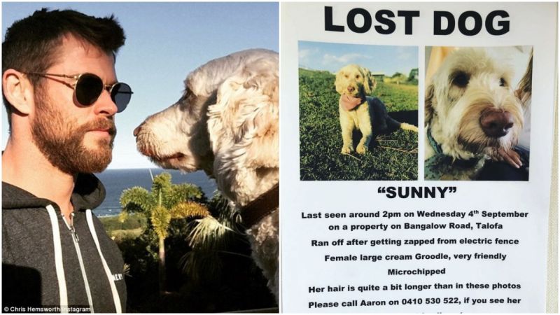 Calling An Australia-Wide Search Party ’Coz Chris Hemsworth’s Dog Sunny Is Missing