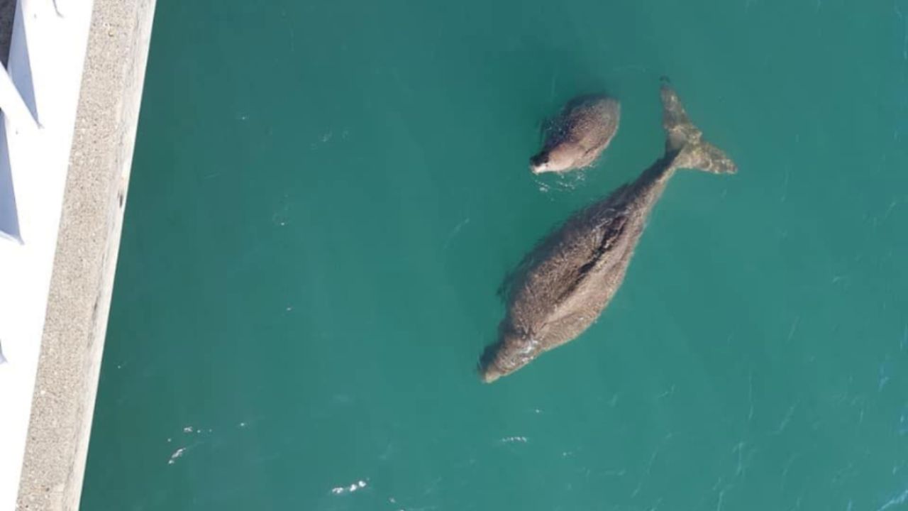 Please Enjoy The Adorable Baby Dugong Currently Making Its Way Around Moreton Bay