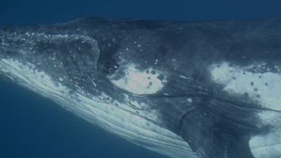 WATCH: Meeting Some Actual Huge Whales In Hervey Bay
