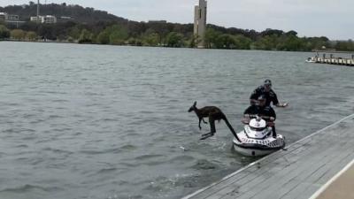 Kangaroo Jumps Straight Back Into Lake Burley-Griffin After Being Rescued & Honestly, Same
