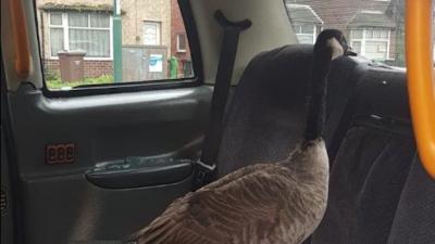 A Very Naughty Goose Somehow Smashed Its Way Into The Back Of A Taxi In The UK