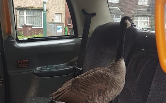 Goose break-in taxi.