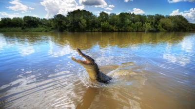 NT Man Gets In Fight With 5m Salt Water Crocodile & Wins With A Swift Punch To The Face