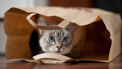 Woolies Is Trialling Paper Bags Which Is Huge News For The Planet & Your Bored Cat