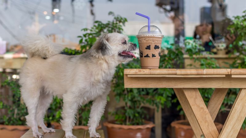 300 Businesses On Chapel St Go Pet-Friendly, So Now Yr Goodest Boy Can Come Shopping Too