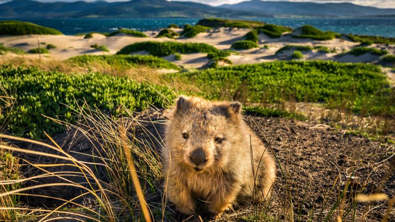 This Adorable Wombat Was Hit With A Serious Case Of The Zoomies & My Heart Can’t Handle It
