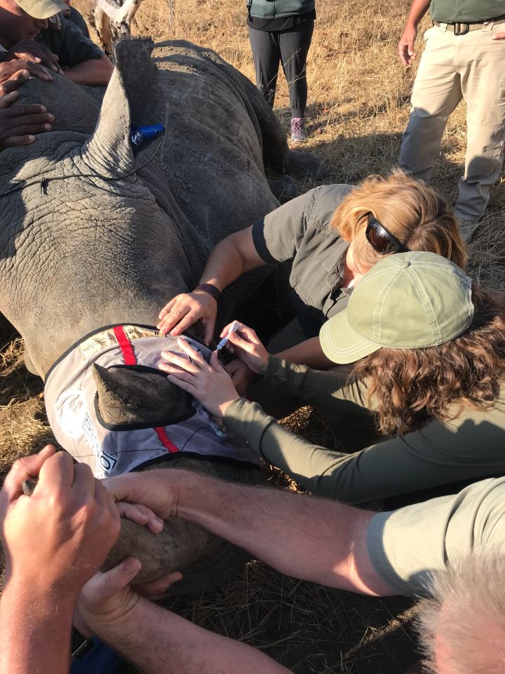 I Helped Notch Rhinos In South Africa To Protect Them From Being Brutally Poached