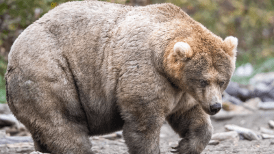 Chonky Ursine Queen ‘435 Holly’ Voted In As World’s Fattest Bear 2019