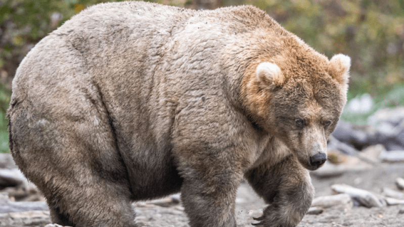 Chonky Ursine Queen ‘435 Holly’ Voted In As World’s Fattest Bear 2019
