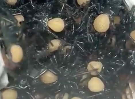 Just Some Funnel-Web Spiders Hatching In Captivity & Crawling Straight Into Your Orifices