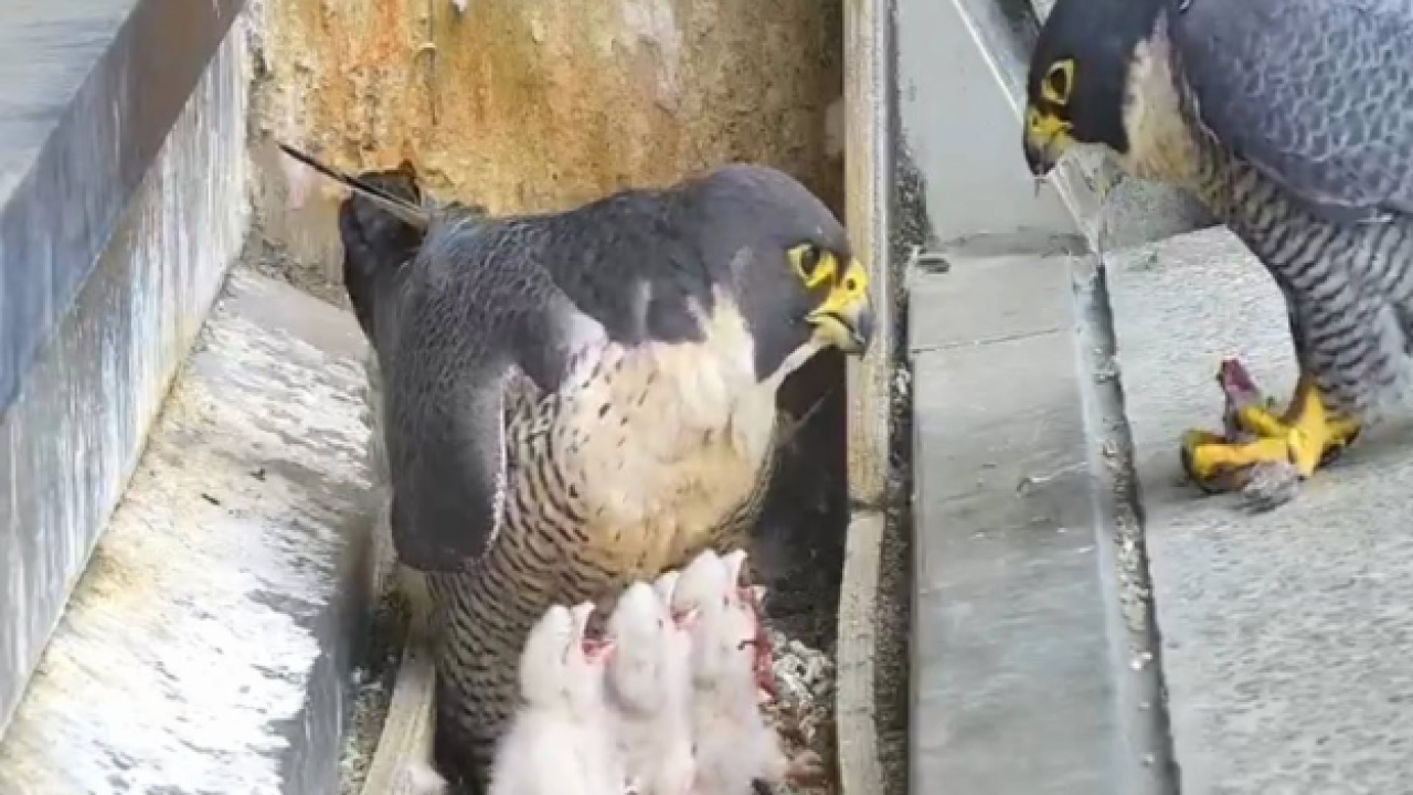 OH NO: One Of Melbourne’s Beloved Peregrine Falcon Chicks Has Sadly Died