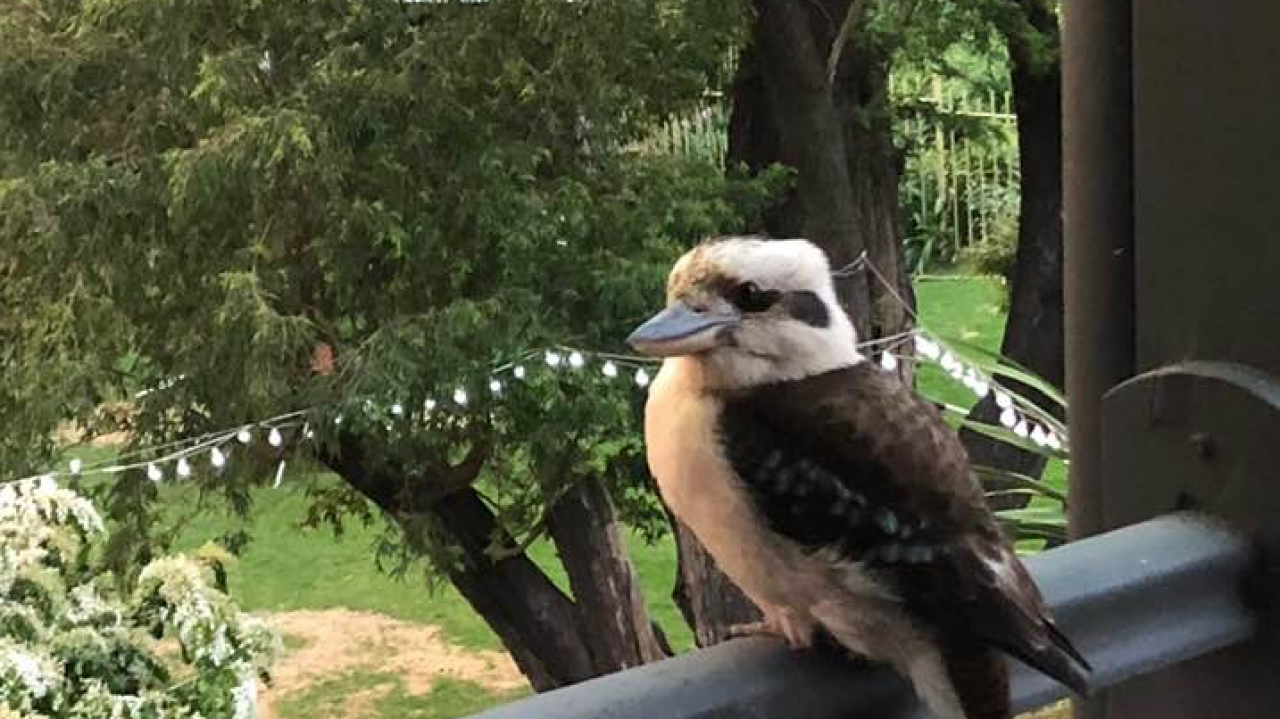 The Guy Who Allegedly Ripped Off Kevin The Kookaburra’s Head Has Now Fled The Country
