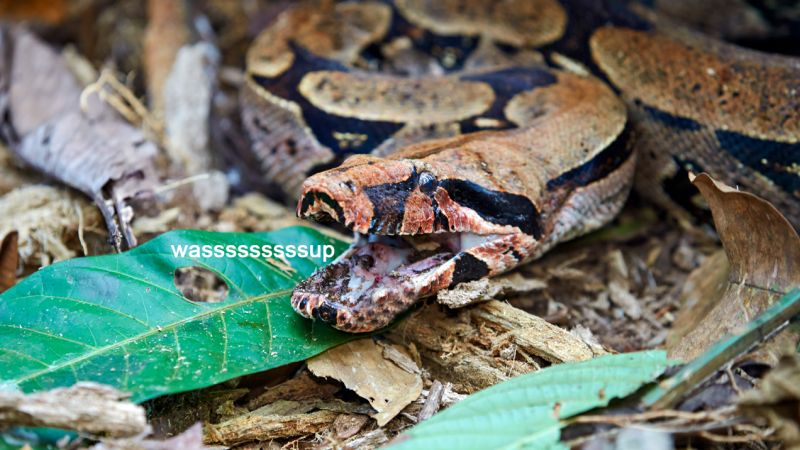 Don’t Be Alarmed, But An Actual Boa Constrictor Is On The Loose In Sydney’s Southwest