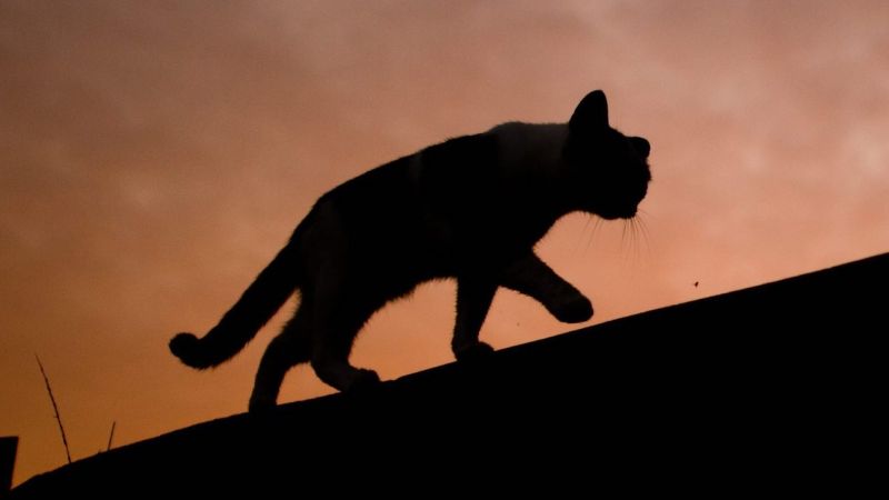 Sydney Woman Allegedly Stabs Cat 20 Times, Throws It Off A Balcony