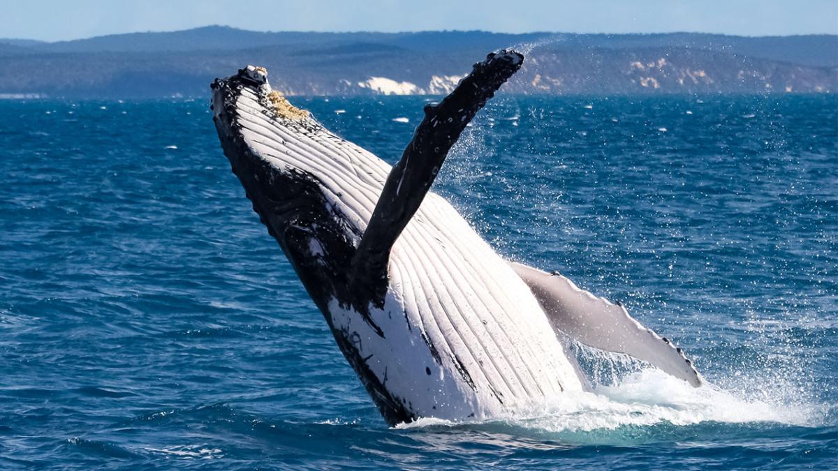 Hervey Bay - World Whale Heritage Site - Humpback Whale