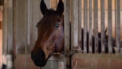 Oz Racing Boss Wants Charges After Grim ABC Report On Mass Racehorse Slaughter