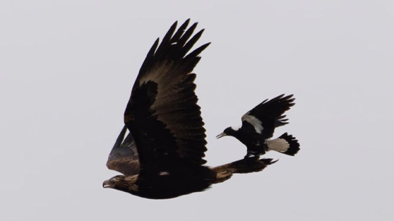 Check Out This Shithead Magpie Literally Riding The Coattails Of A Wedge-Tailed Eagle