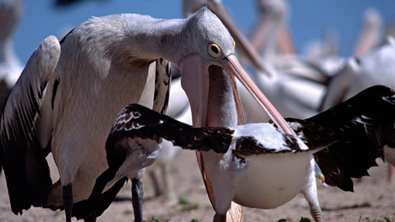 For The 2019 Bird Of The Year Poll, We Are Disendorsing The Pelican