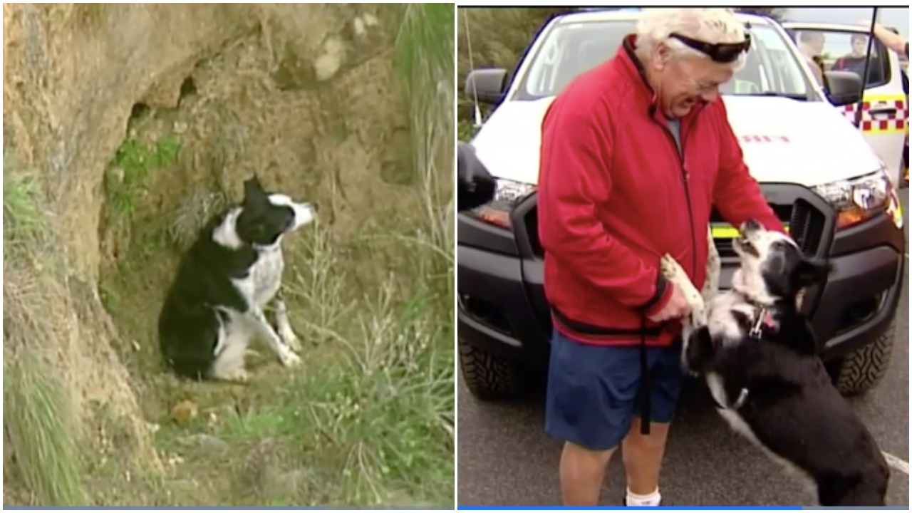 Jimmy The Border Collie Rescued After Falling 20 Metres Down Bells Beach Cliff