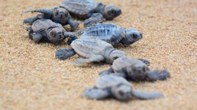 Get Amongst These QLD Beaches If You Wanna See A Bunch Of Turtles Layin’ Eggs Right Now